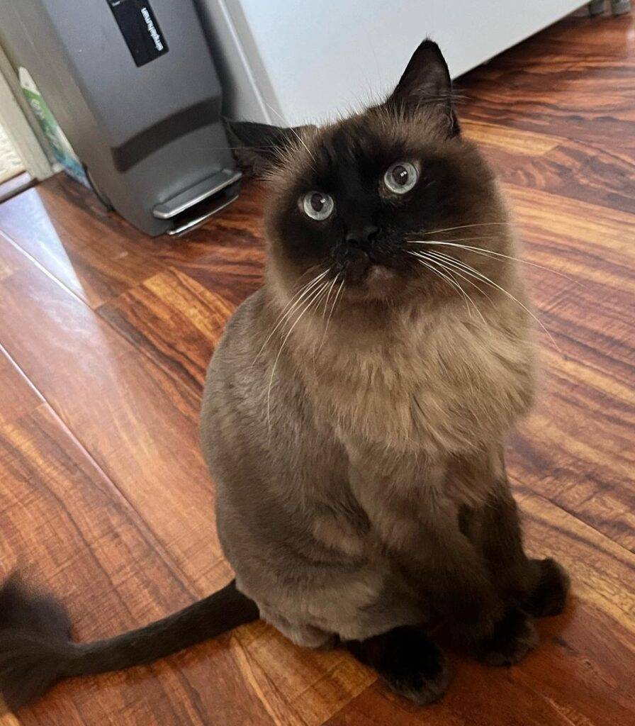 Hoku - balinese (long haired siamese) cat for adoption in hawaii