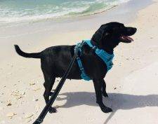 Black Labrador Retriever Mix Dog For Adoption In Woodstock GA - Adopt Charley