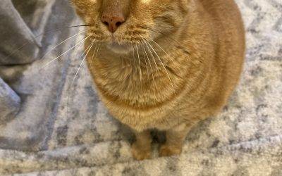 Handsome Orange Tabby Cat for Adoption in Clarksburg MD – Supplies Included – Adopt Max