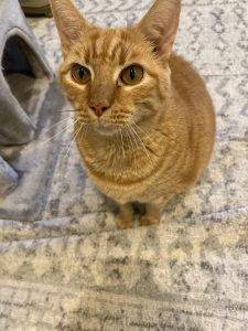Handsome Orange Tabby Cat For Adoption In Clarksburg MD – Supplies Included – Adopt Max