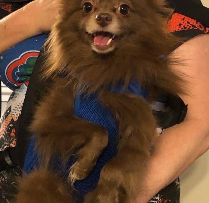Adorable chocolate pomeranian dog for adoption in lake city florida – supplies included – adopt jj