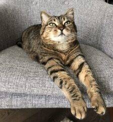 Brown Tabby Cat For Adoption in Calgary AB