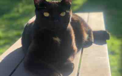 Lovable polydactyl (six toes) black lap cat for adoption in west linn oregon – meet macaroon (rooney)