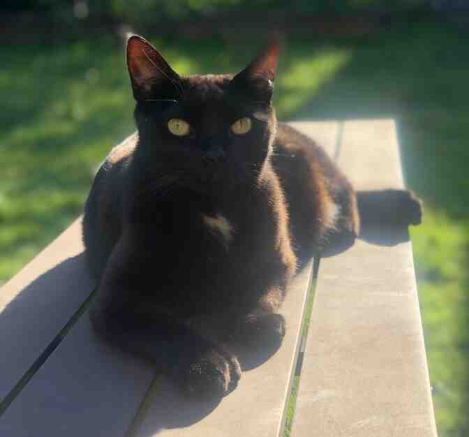 Lovable Polydactyl (Six Toes) Black Lap Cat For Adoption in West Linn Oregon – Meet Macaroon (Rooney)
