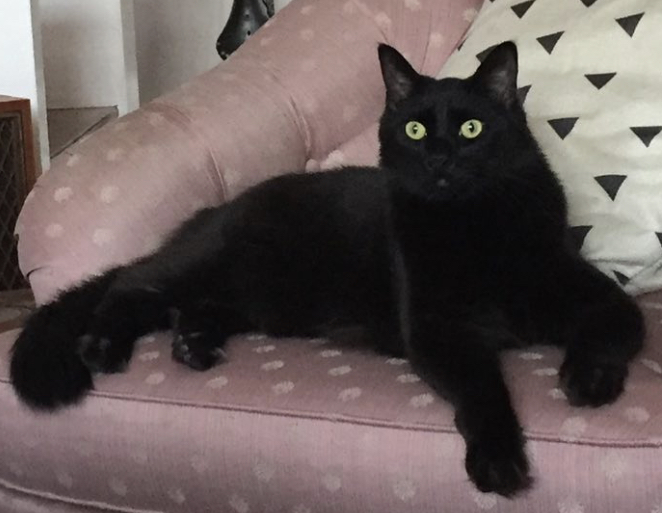 Longhaired black cat for adoption in philadelphia pa
