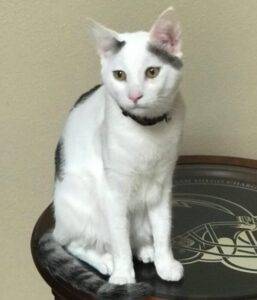 White cat for adoption in discovery bay, ca – supplies included – adopt casper