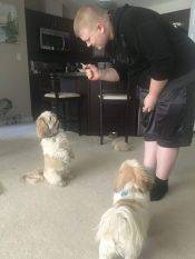 Shih-Tzu Dogs ADOPTED In Edmonton AB –  Buddy And Chaos