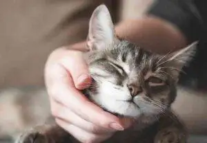 Cat Rehoming Services