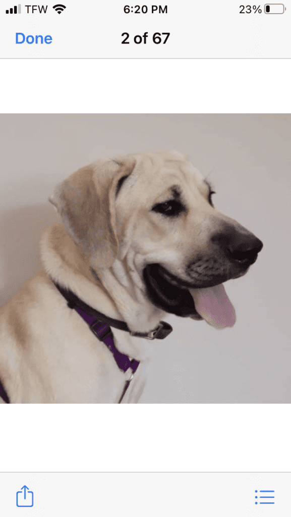 Sheba, an anatolian shepherd puppy for adoption in orleans indiana