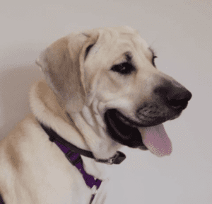 Anatolian shepherd for adoption in orleans in – supplies included – adopt sheba