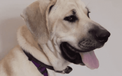 Anatolian Shepherd For Adoption in Orleans IN – Supplies Included – Adopt Sheba