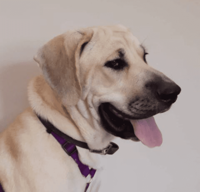 Sheba, an Anatolian Shepherd Puppy for adoption in Orleans Indiana