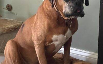 Sweet Senior Boxer Dog Seeks 2 Years Foster Care in Alexandria Virginia – Supplies Included – Adopt BJ
