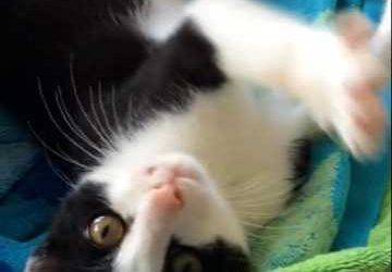Black & White Cow Cat For Adoption near Columbus Ohio – Supplies Included – Adopt Bolt