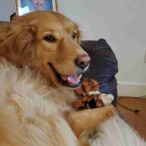 Boogs golden retriever dog adoption calgary 1 (6)