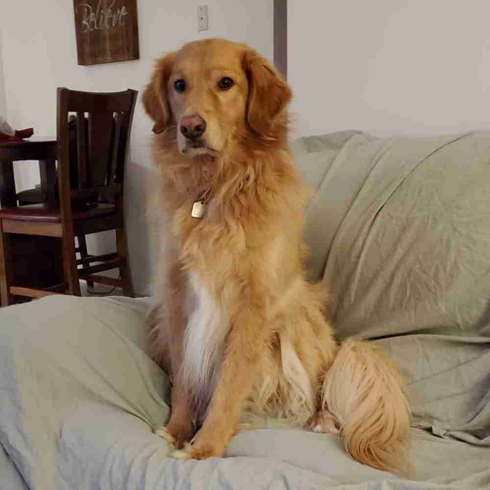 Boogs golden retriever dog adoption calgary 1 (6)