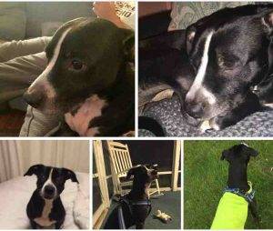 Photo Bruno - lab pitbull mix for adoption in providence ri