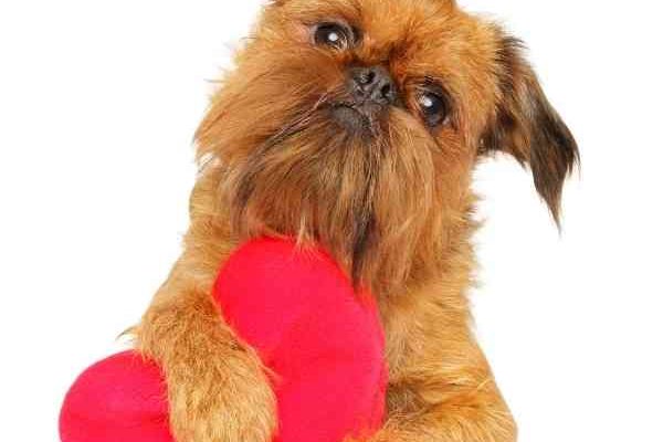 BRUSSELS-GRIFFON--7