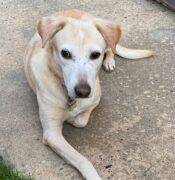 BUTTERCUP YELLOW LAB WHIPPET MIX DOG ADOPTION EDMONTON 1