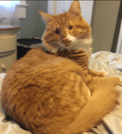 Amazing Orange Tabby Cat For Adoption in Atlanta GA – Adopt Peanut