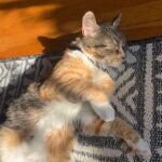 Calico Tabby Talico Cat For Adoption Kensington CA