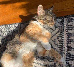 Adopt a calico cat near oakland ca – supplies included – meet adorable tiny baby the talico cat