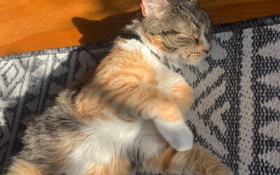 Adopt a calico cat near oakland ca – supplies included – meet adorable tiny baby the talico cat