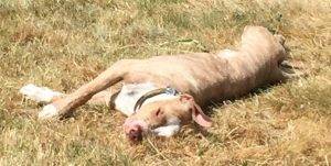 Photo Bader - amstaff pitbull plott hound mix dog for adoption seattle wa 2
