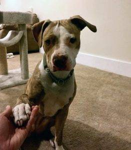Bader - amstaff pitbull plott hound mix dog for adoption seattle wa 5