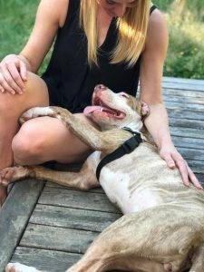 Bader - amstaff pitbull plott hound mix dog for adoption seattle wa 2