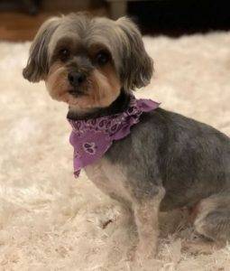 Franklin tn – bailey – adorable 9 yo morkie for adoption