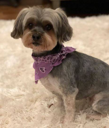 Bailey - 9 YO F Morkie For Adoption Franklin TN