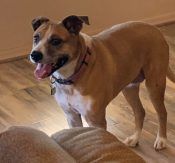 Bailey Is A Boxer Mix Dog For Adoption In San Tan Valley (Phoenix) Arizona.