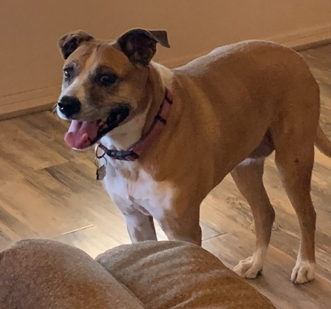 Bailey is a Boxer mix dog for adoption in San Tan Valley (Phoenix) Arizona.