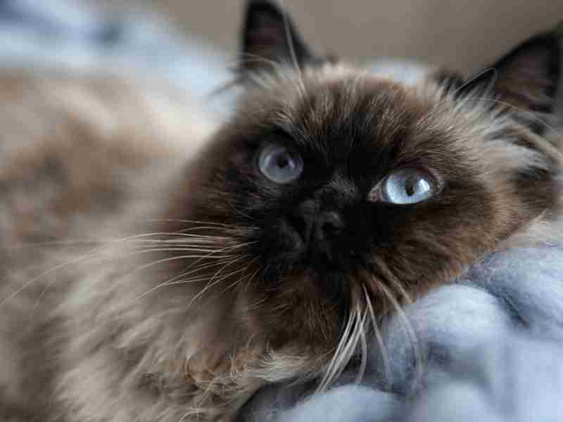 Photo of a gorgeous blue eyed balinese cat