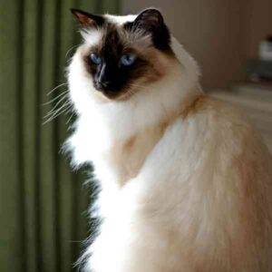 Balinese Hypoallergenic Cat For Adoption