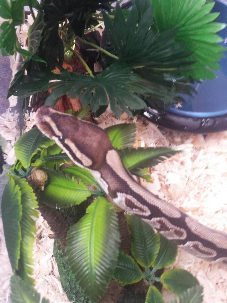 Ball Python For Adoption in Raleigh NC - Supplies Included