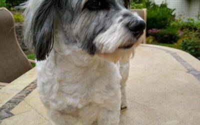 Purebred AKC registered Havanese Dog For Adoption in Salem OR