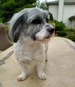 Purebred AKC registered Havanese Dog For Adoption in Salem OR