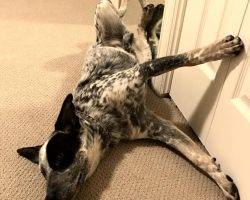 Bandit - blue heeler mix adoption colorado 4