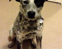 Bandit - blue heeler mix adoption colorado 4