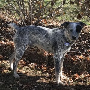 REHOMED! Bandit - Blue Heeler German Shorthaired Pointer Mix Puppy