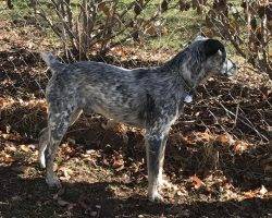 Bandit - blue heeler mix adoption colorado 4