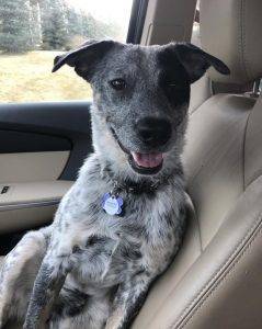 Rehomed! Bandit – blue heeler german shorthaired pointer mix puppy  englewood colorado