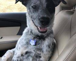 Bandit - blue heeler mix adoption colorado 4