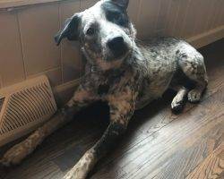 Bandit - blue heeler mix adoption colorado 4