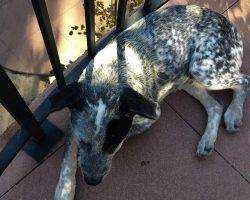 Bandit - blue heeler mix adoption colorado 4