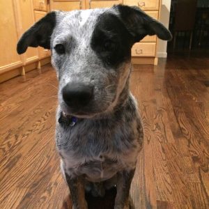 REHOMED! Bandit - Blue Heeler German Shorthaired Pointer Mix Puppy ...