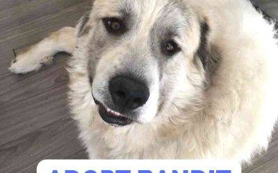 Great Pyrenees Mix Dog For Adoption in Calgary and Area – Supplies Included – Adopt Bandit