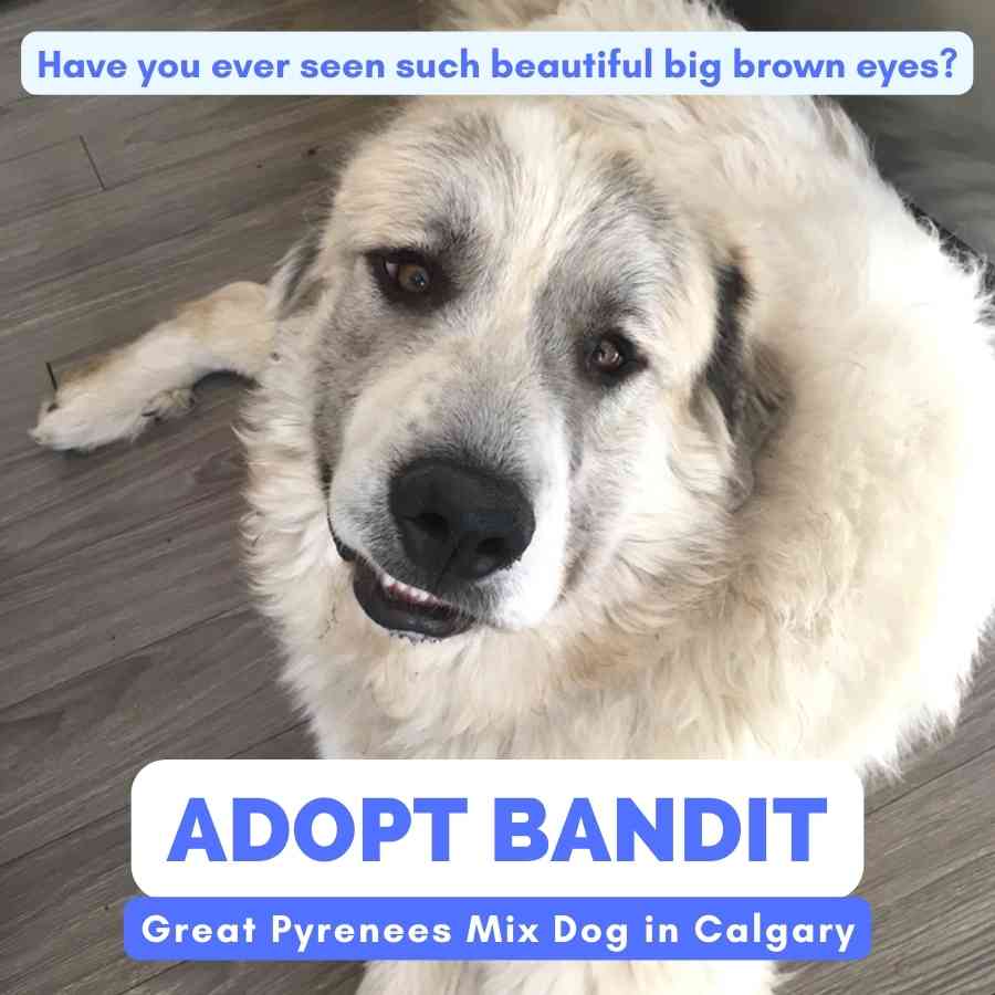 Photo of Bandit, an adoptable Great Pyrenees dog in Calgary, looking beseechingly into the camera.
